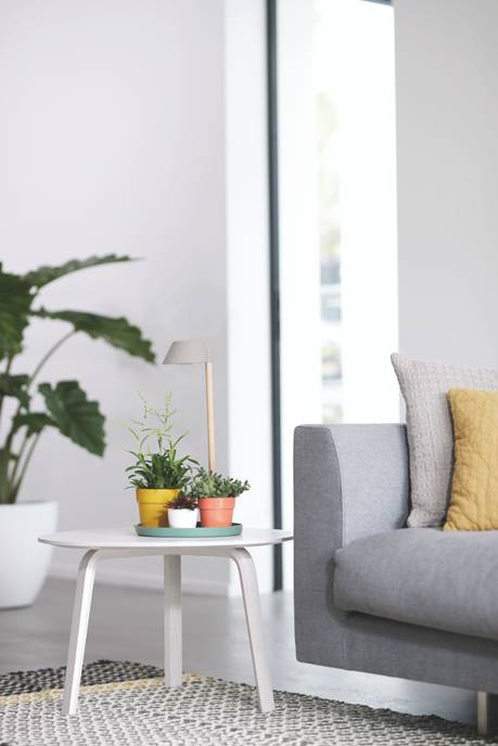 plant light care 11cm gris glacier